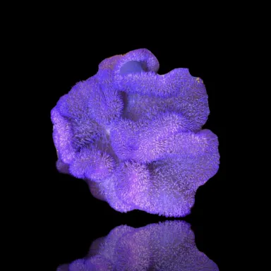 Stichodactyla Gigantea Purple Carpet Anemone| Coralandfishstore.nl