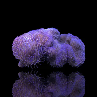 Stichodactyla Gigantea Purple Carpet Anemone (XL)