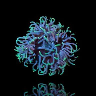 Macrodactyla Doreensis Green  | Coralandfishstore.nl