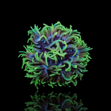 Macrodactyla Doreensis Green