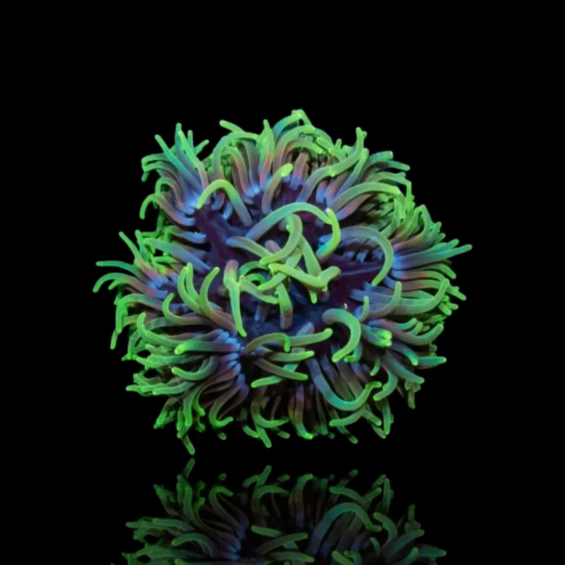 Macrodactyla Doreensis Green Macrodactyla Doreensis Green