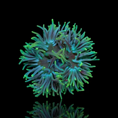 Macrodactyla Doreensis Green