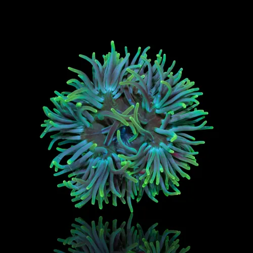 Macrodactyla Doreensis Grün | Coralandfishstore.nl