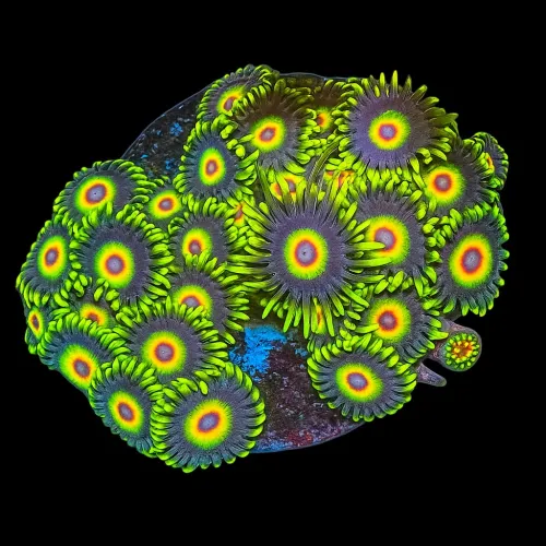WYSIWYG 655 Zoanthus Rasta
