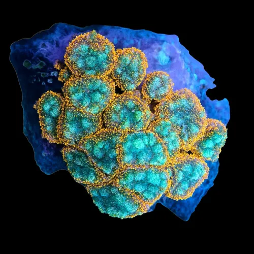 WYSIWYG 656 Rhodactis green orange