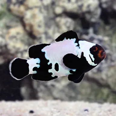 Amphiprion Ocellaris Black Ice Black kaufen | Coralandfishstore.nl