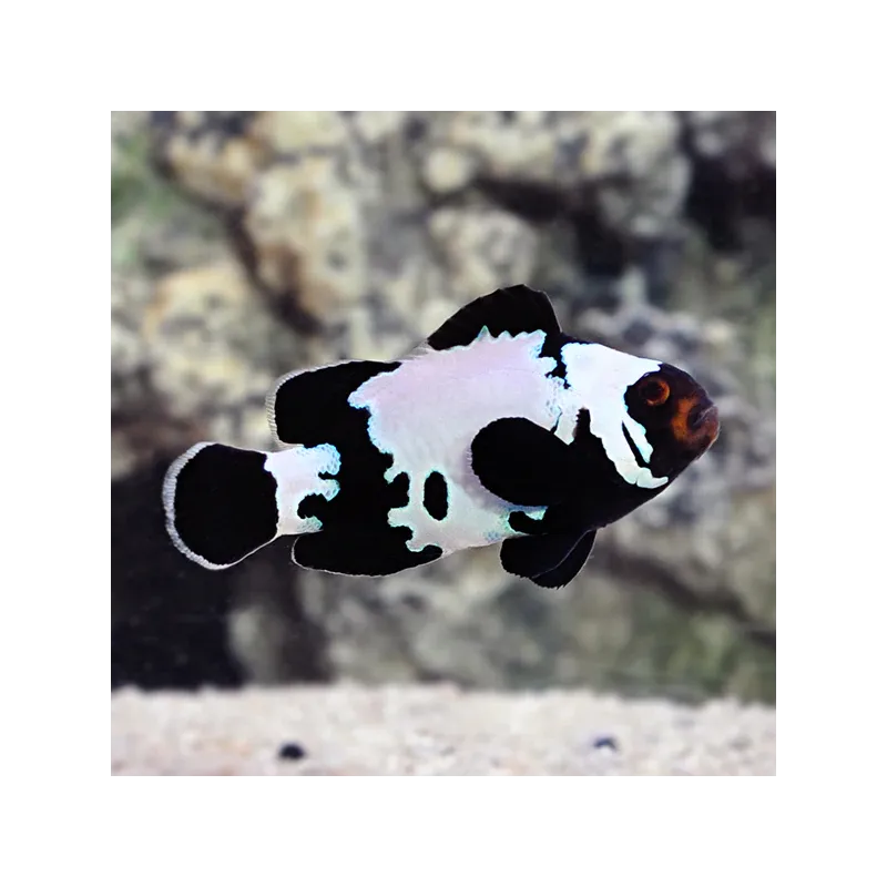 Amphiprion Ocellaris Black Ice Black kaufen | Coralandfishstore.nl Amphiprion Ocellaris Black Ice Black kaufen | Coralandfishstore.nl