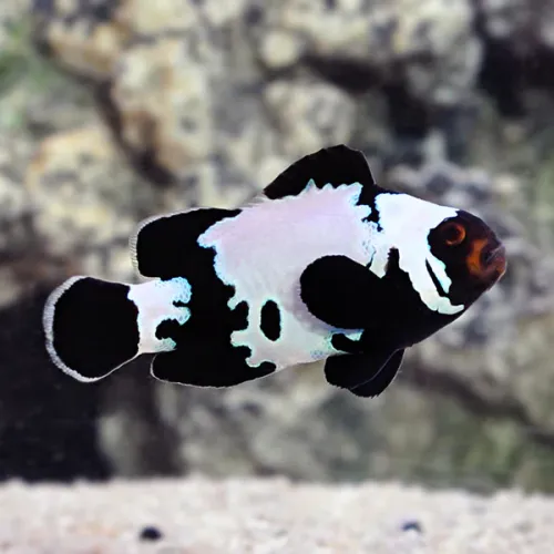 Amphiprion Ocellaris Black Ice Black kaufen | Coralandfishstore.nl