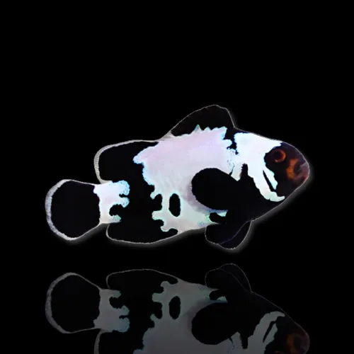 Amphiprion Ocellaris Black Ice Black kaufen | Coralandfishstore.nl