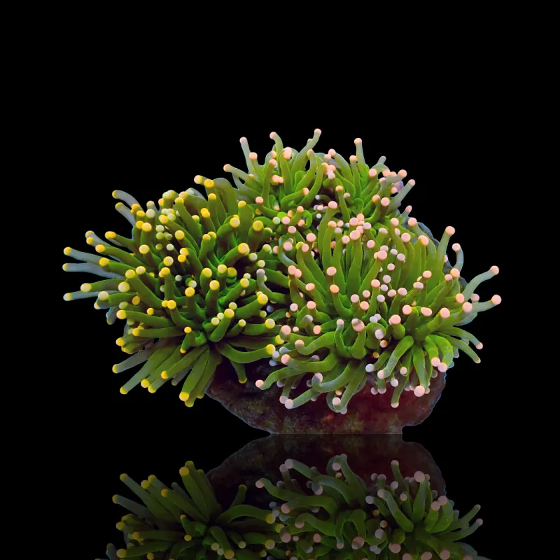 Möchten Sie Euphyllia Glabrescens Mix Garden 3 Köpfe kaufen? Möchten Sie Euphyllia Glabrescens Mix Garden 3 Köpfe kaufen?