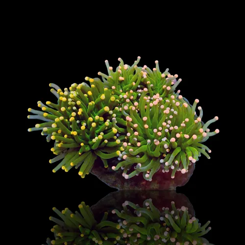 Euphyllia Glabrescens Mix Tuintje - 3 koppen