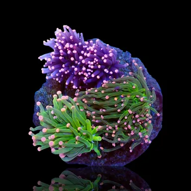 Euphyllia Glabrescens Mix Tuintje - 3 koppen