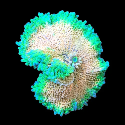 WYSIWYG 657 Ricordea yuma XL ongeveer 7,5cm.