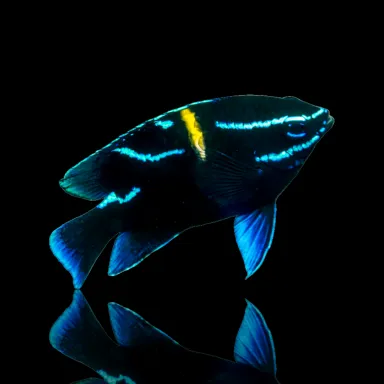 Neoglyphidodon Oxyodon