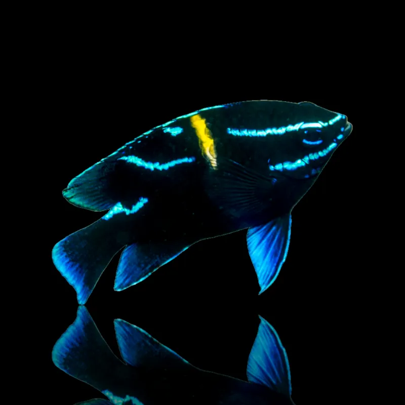 Neoglyphidodon Oxyodon kaufen?| Coralandfishstore.nl Neoglyphidodon Oxyodon kaufen?| Coralandfishstore.nl