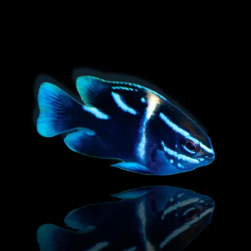 Neoglyphidodon Oxyodon