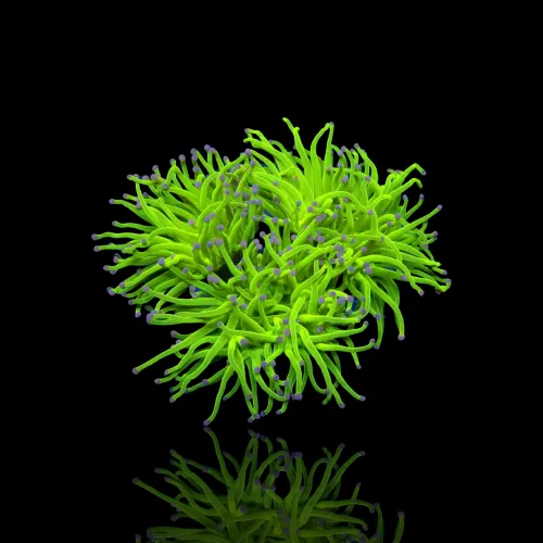 Kaufen Sie Euphyllia Glabrescens Blue Tips | Coralandfishstore.nl