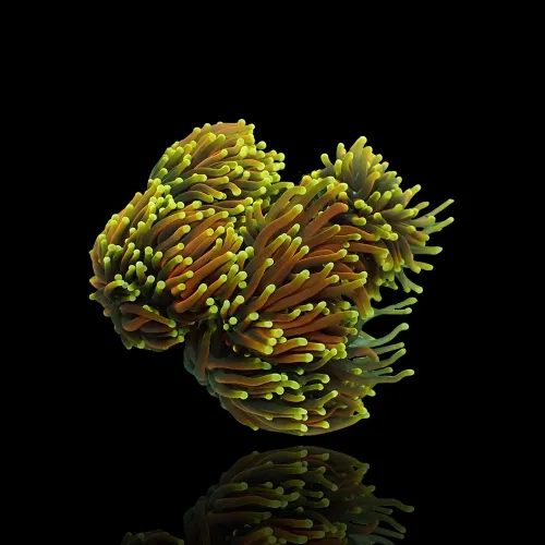 Kaufen Sie Euphyllia Glabrescens Golden Torch Indo | Coralandfishstore.nl