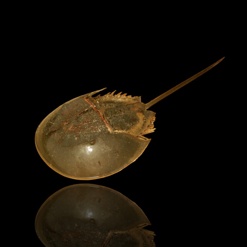 Tachypleus sp. Pfeilschwanzkrebs kaufen? | Coralandfishstore.nl Tachypleus sp. Pfeilschwanzkrebs kaufen? | Coralandfishstore.nl