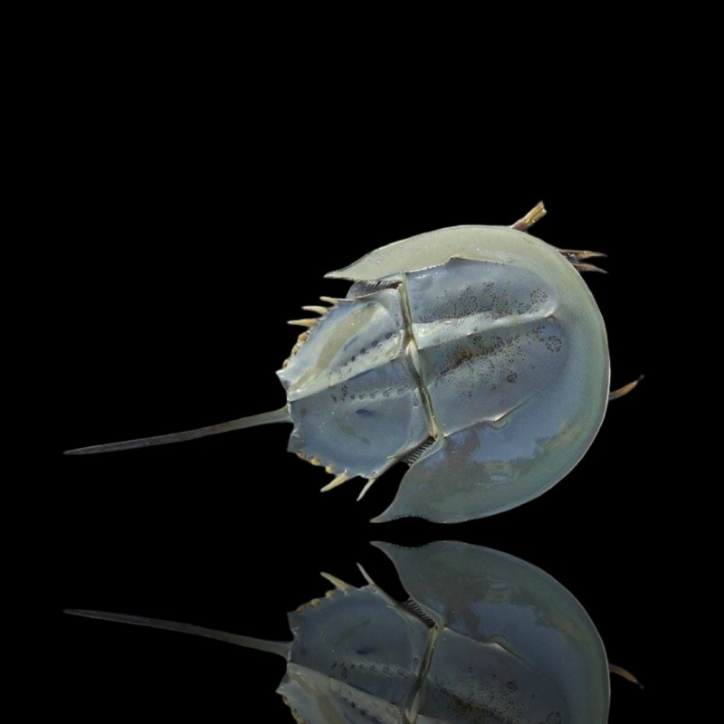 Tachypleus sp. Pfeilschwanzkrebs kaufen? | Coralandfishstore.nl Tachypleus sp. Pfeilschwanzkrebs kaufen? | Coralandfishstore.nl
