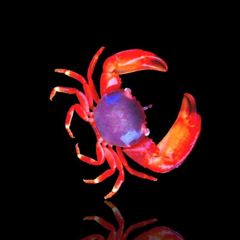 Trapezia Lutea oder die Rote Korallenkrabbe kaufen? | Coralandfishstore