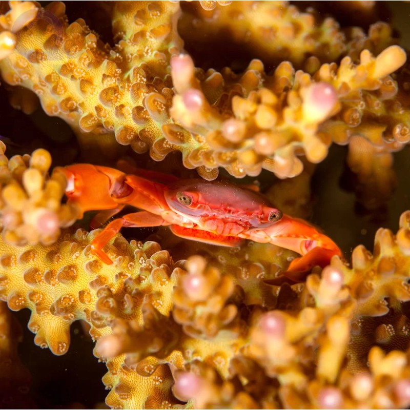 Trapezia Lutea oder die Rote Korallenkrabbe kaufen? | Coralandfishstore Trapezia Lutea oder die Rote Korallenkrabbe kaufen? | Coralandfishstore