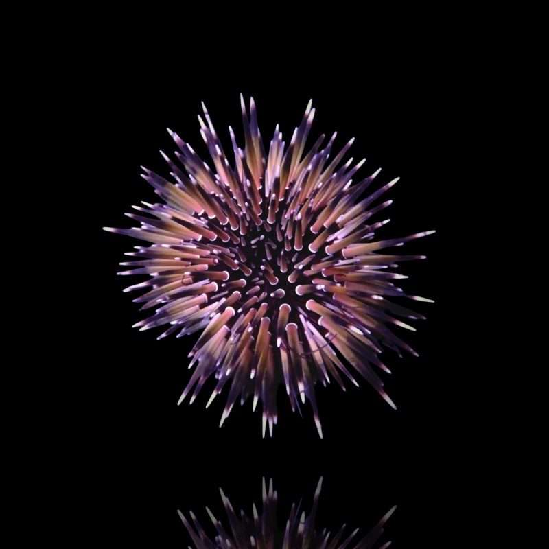 Echinometra Mathaei oder der Felsenbohrende Seeigel Echinometra Mathaei oder der Felsenbohrende Seeigel