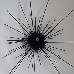 Coral and Fish Store - diadema-setosum kopen? | Coralandfishstore.nl