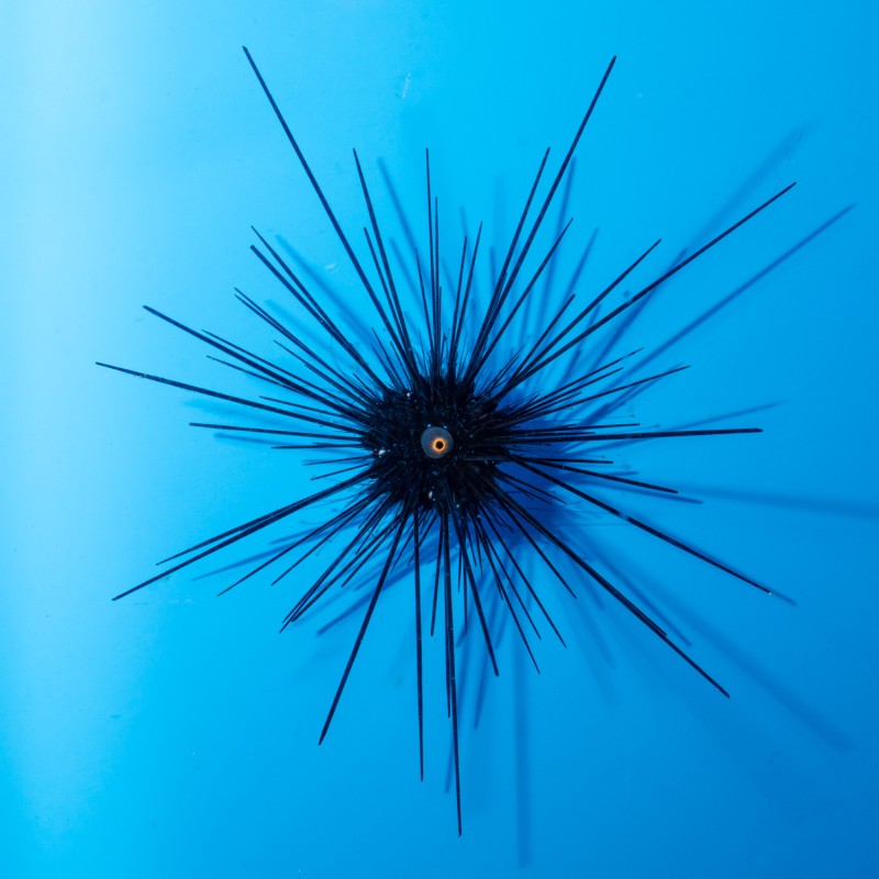 Diadema Setosum