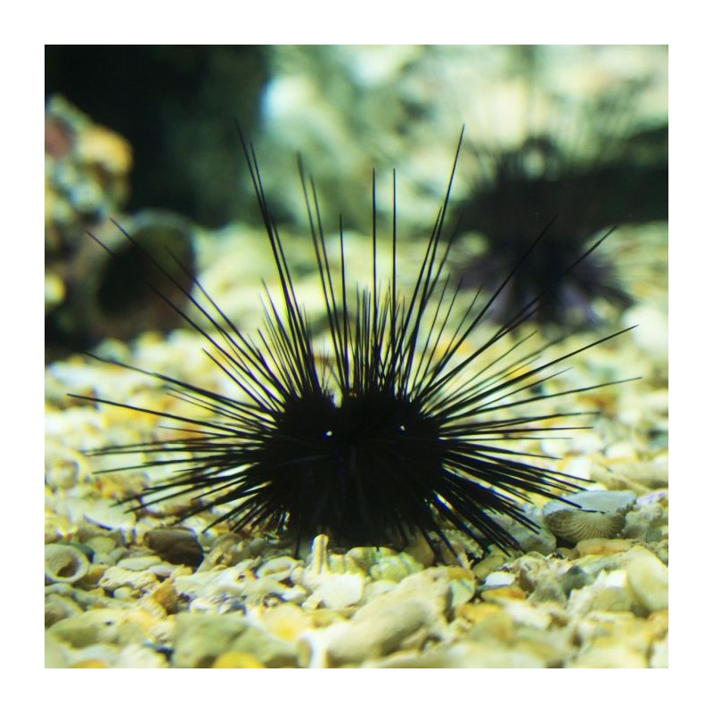 Möchten Sie Diadema setosum im Coral and Fish Store kaufen? | Coralandfishstore.nl Möchten Sie Diadema setosum im Coral and Fish Store kaufen? | Coralandfishstore.nl