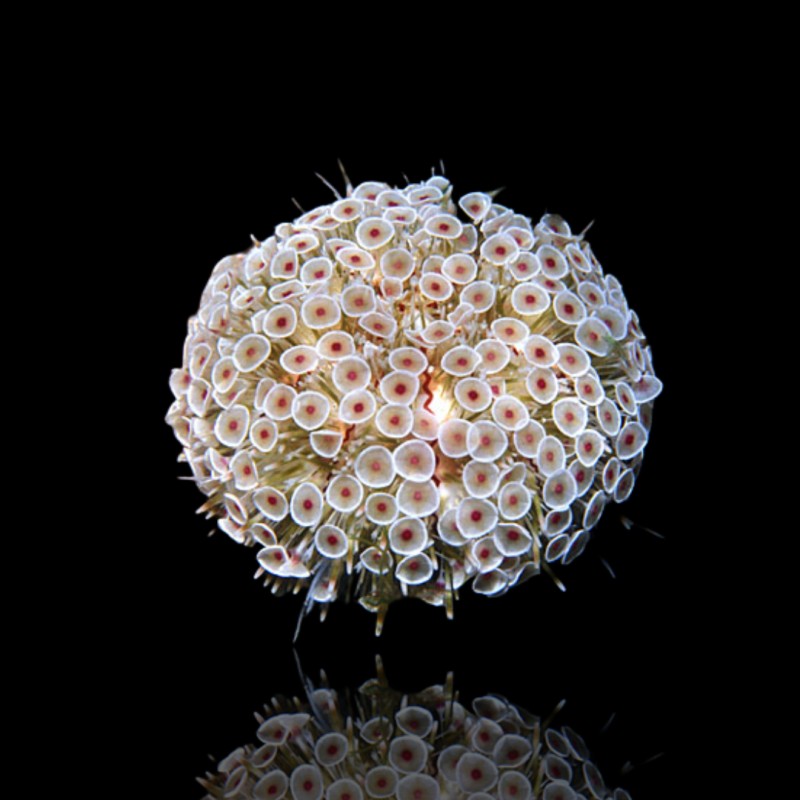 Toxopneustes Pileolus kaufen? | Coralandfishstore.nl Toxopneustes Pileolus kaufen? | Coralandfishstore.nl