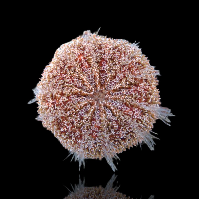 Toxopneustes Pileolus kaufen? | Coralandfishstore.nl Toxopneustes Pileolus kaufen? | Coralandfishstore.nl