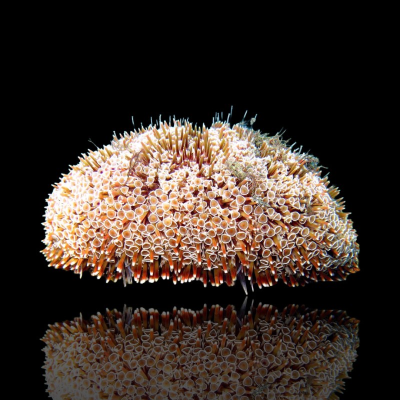 Toxopneustes Pileolus kaufen? | Coralandfishstore.nl Toxopneustes Pileolus kaufen? | Coralandfishstore.nl
