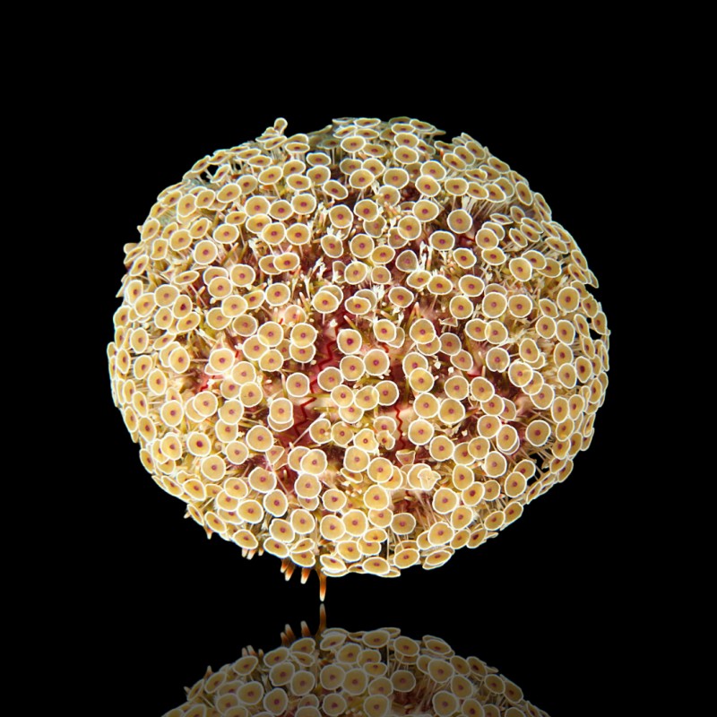 Toxopneustes Pileolus