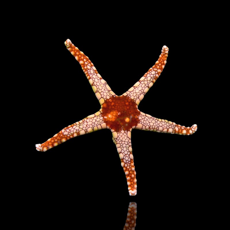 Fromia Monilis