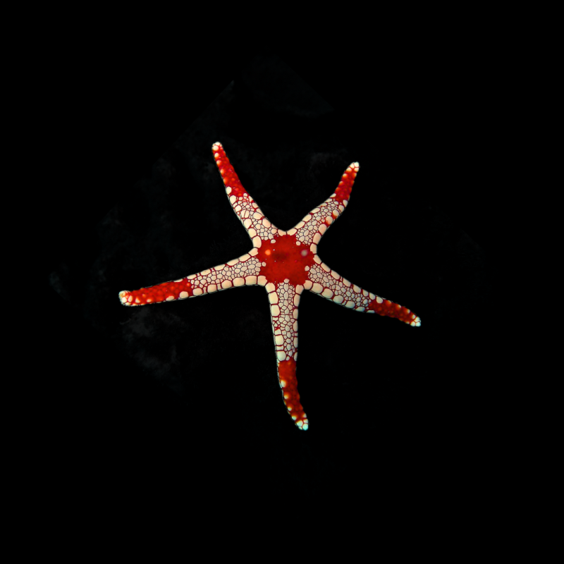 Fromia Monilis - parelzeester kopen? | Coralandfishstore.nl Fromia Monilis - parelzeester kopen? | Coralandfishstore.nl