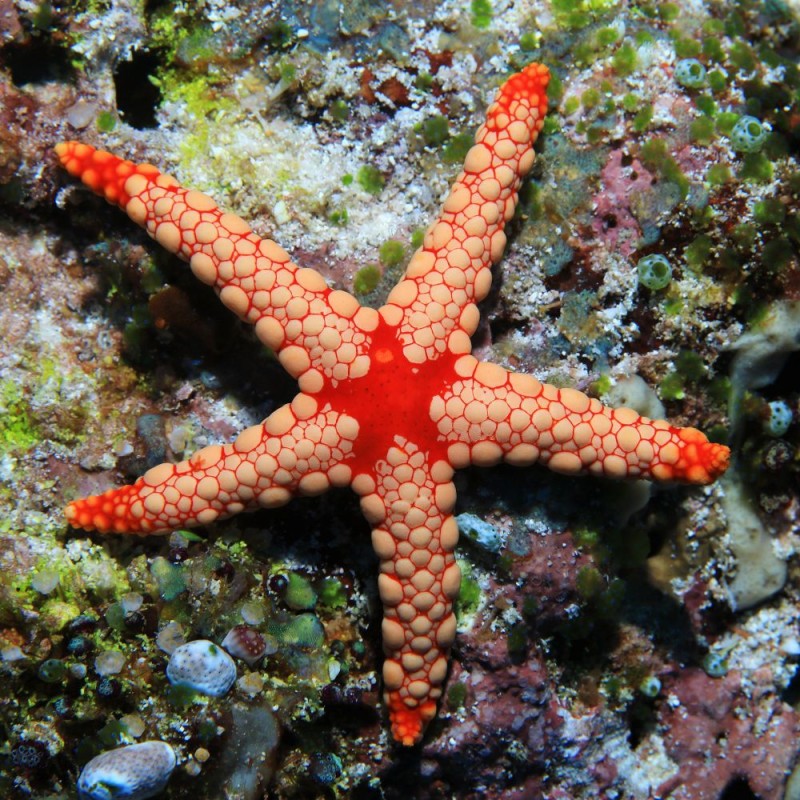 Fromia Monilis - parelzeester kopen? | Coralandfishstore.nl Fromia Monilis - parelzeester kopen? | Coralandfishstore.nl