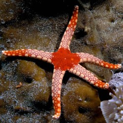 Fromia Monilis - parelzeester kopen? | Coralandfishstore.nl Fromia Monilis - parelzeester kopen? | Coralandfishstore.nl