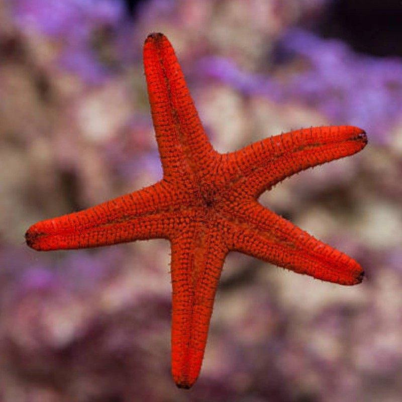 Möchten Sie Fromia Elegans – Roter Marmor-Seestern kaufen? Möchten Sie Fromia Elegans – Roter Marmor-Seestern kaufen?