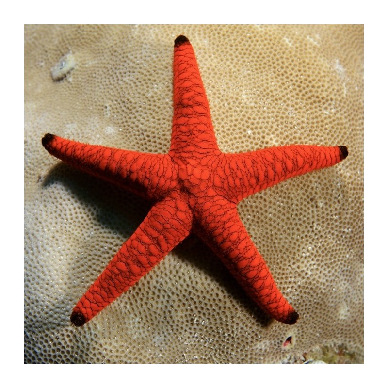 Möchten Sie Fromia Elegans – Roter Marmor-Seestern kaufen? Möchten Sie Fromia Elegans – Roter Marmor-Seestern kaufen?