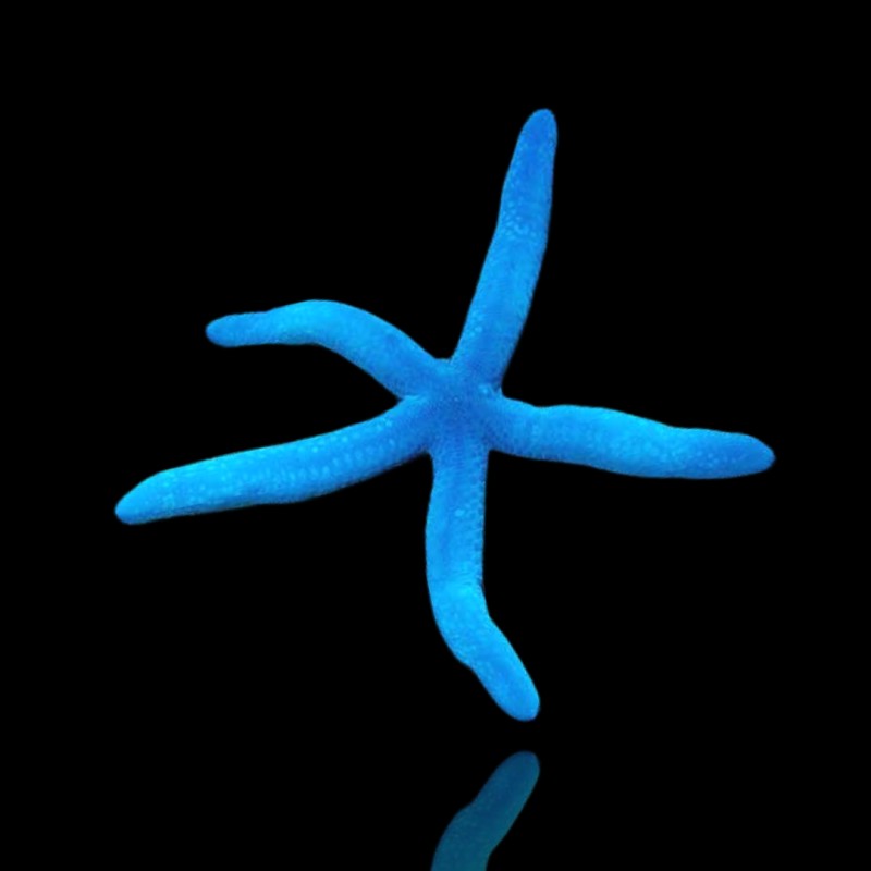Linckia Laevigata