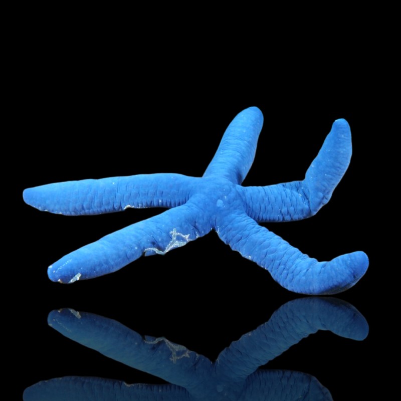 Linckia Laevigata oder den blauen Seestern kaufen? Coralandfishstore.nl Linckia Laevigata oder den blauen Seestern kaufen? Coralandfishstore.nl