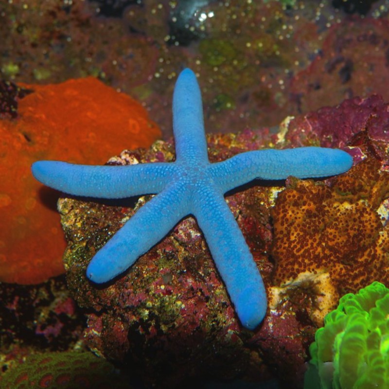 Linckia Laevigata of de blauwe zeester kopen? Coralandfishstore.nl Linckia Laevigata of de blauwe zeester kopen? Coralandfishstore.nl