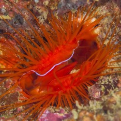 Lima Orientalis of de Electric Vijlmossel