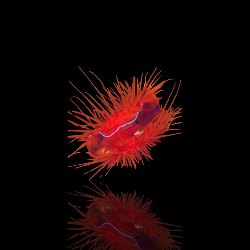 Lima Orientalis Lima Orientalis