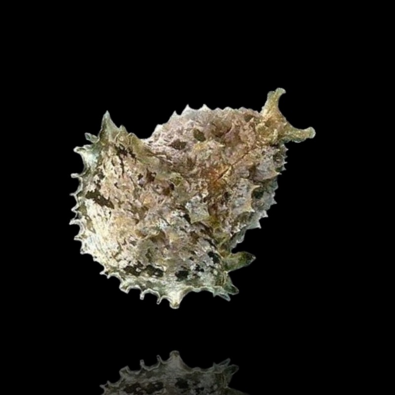 Möchten Sie den Seehasen Dolabella Auricularia kaufen? | Coralandfishstore.nl Möchten Sie den Seehasen Dolabella Auricularia kaufen? | Coralandfishstore.nl