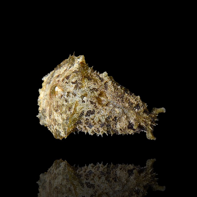 Möchten Sie den Seehasen Dolabella Auricularia kaufen? | Coralandfishstore.nl Möchten Sie den Seehasen Dolabella Auricularia kaufen? | Coralandfishstore.nl