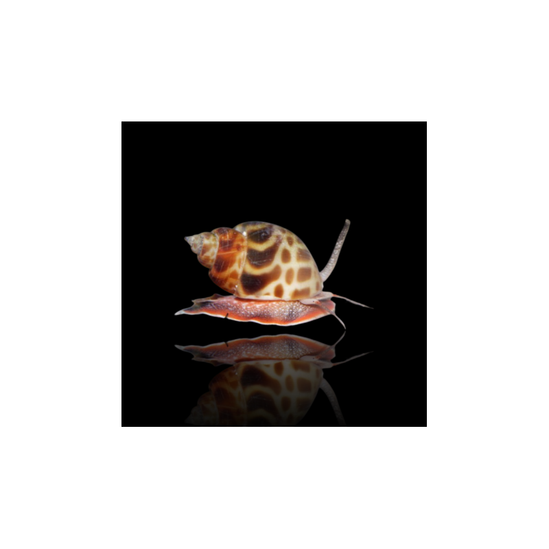 Buccinulum Corneum