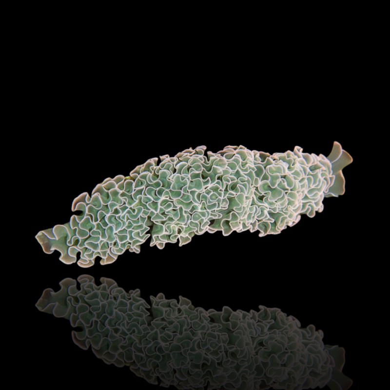 Elysia Crispata of de sla slak kopen? | Coraladfishstore.nl Elysia Crispata of de sla slak kopen? | Coraladfishstore.nl