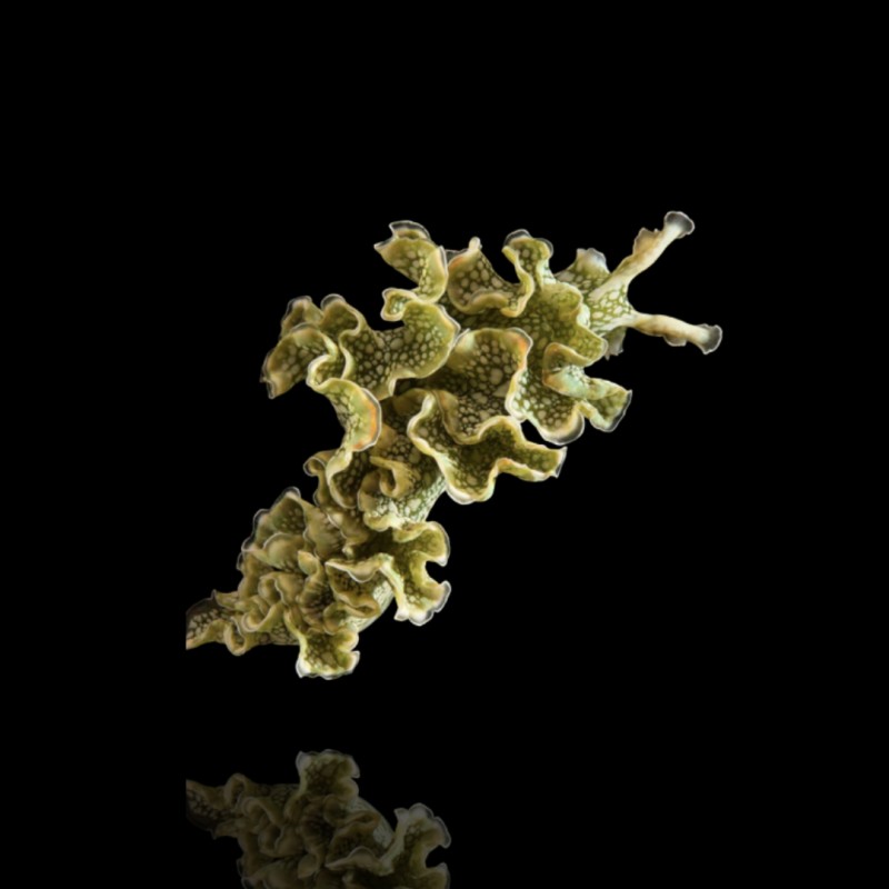 Elysia Crispata of de sla slak kopen? | Coraladfishstore.nl Elysia Crispata of de sla slak kopen? | Coraladfishstore.nl